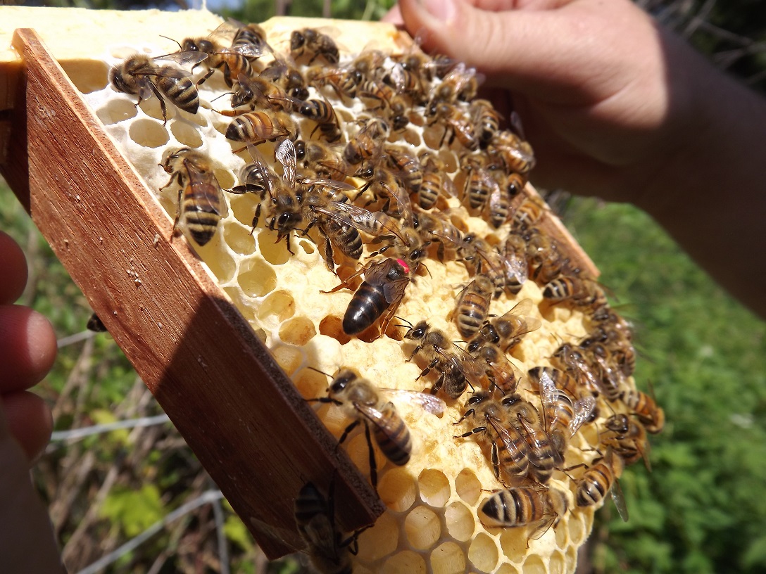 فراورده های آرایشی بهداشتی