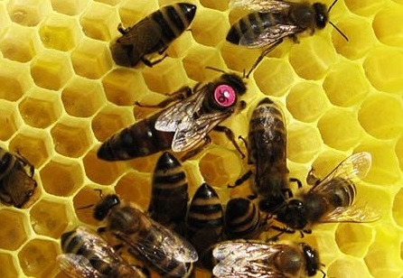 سفارش گیری کلنی های کارنیکا