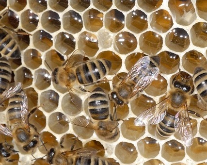 کلنی اصیل کارنیکا