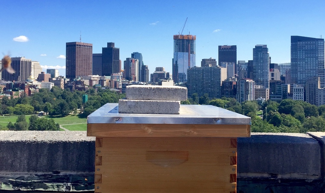 زنبورداری شهری