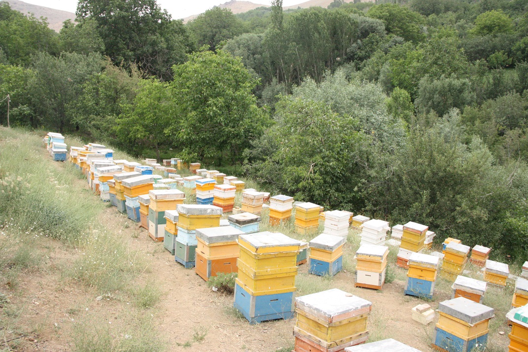 سرکه انگبین